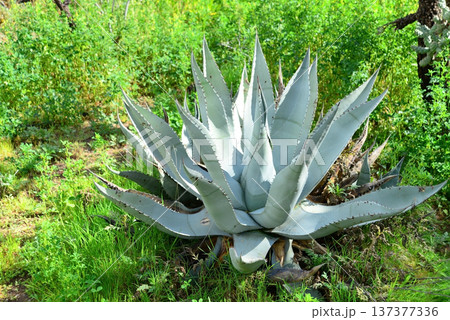 Century Plant Agave 137377336