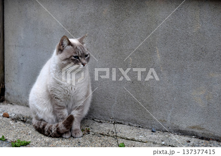 見つめる猫 見つめる猫 137377415