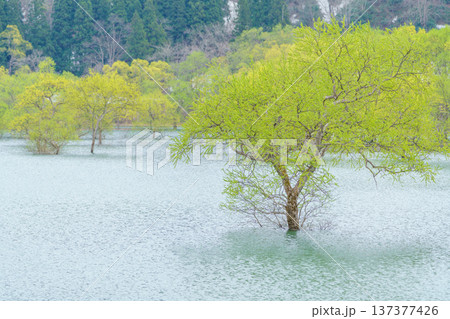 山形県白川ダム 新緑に包まれた水没林の風景 137377426