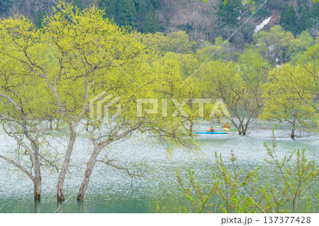 山形県白川ダム 新緑に包まれた水没林の風景 137377428