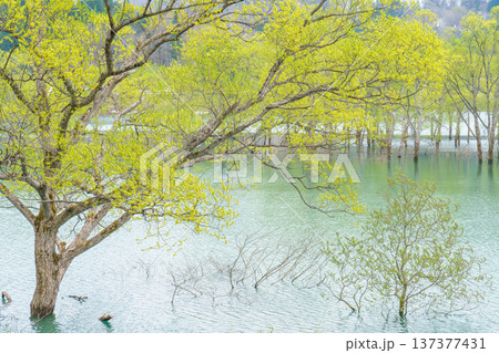 山形県白川ダム 新緑に包まれた水没林の風景 137377431