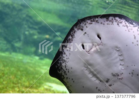 顔を出すエイ 137377796