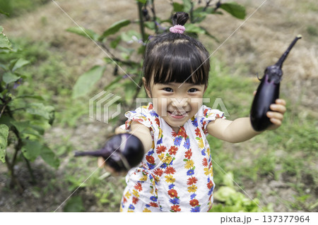 畑で野菜の収穫体験をする幼児 畑で野菜の収穫体験をする幼児 137377964