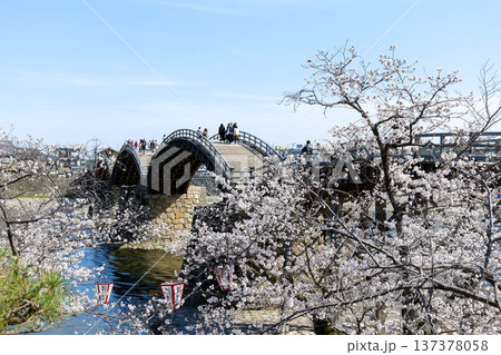 錦帯橋の桜 錦帯橋の桜 137378058