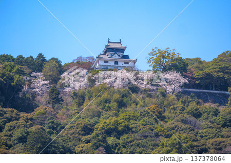 錦帯橋の桜 錦帯橋の桜 137378064