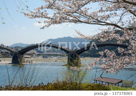 錦帯橋の桜 錦帯橋の桜 137378065