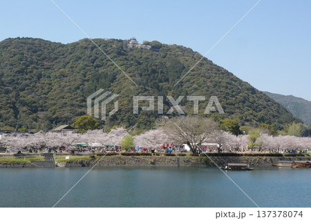 錦帯橋の桜 錦帯橋の桜 137378074
