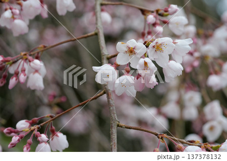 鹿野の弾正糸桜 137378132
