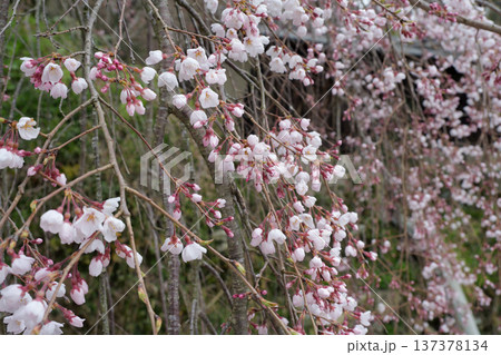 鹿野の弾正糸桜 137378134
