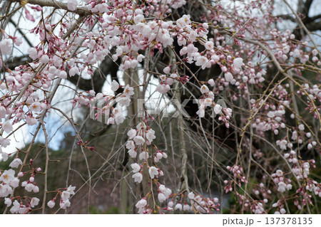 鹿野の弾正糸桜 鹿野の弾正糸桜 137378135