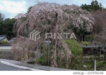 鹿野の弾正糸桜 鹿野の弾正糸桜 137378136