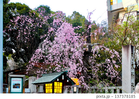 【東京】春の乃木神社　一の鳥居横のしだれ桜 137378185