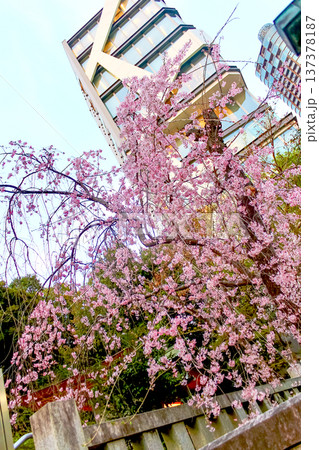 【東京】春の乃木神社 鮮やかなしだれ桜 【東京】春の乃木神社 鮮やかなしだれ桜 137378187