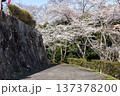 亀井公園の桜 137378200