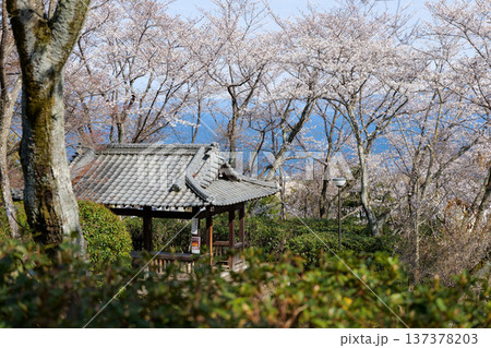 亀井公園の桜 137378203
