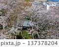 亀井公園の桜 137378204