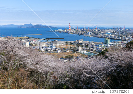亀井公園の桜 137378205