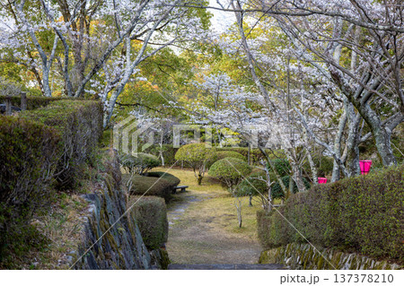亀井公園の桜 亀井公園の桜 137378210