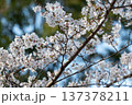 亀井公園の桜 137378211