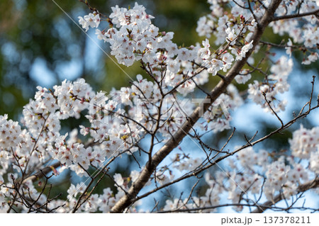 亀井公園の桜 137378211