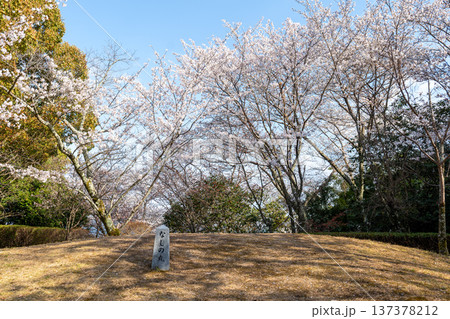 亀井公園の桜 137378212