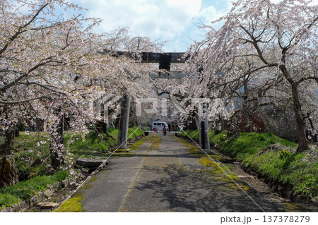 徳佐八幡宮のしだれ桜 137378279