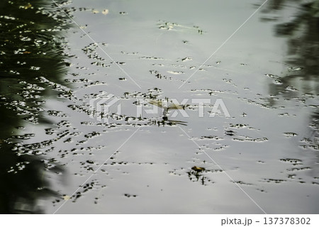 水面にとまるトンボ 水面にとまるトンボ 137378302