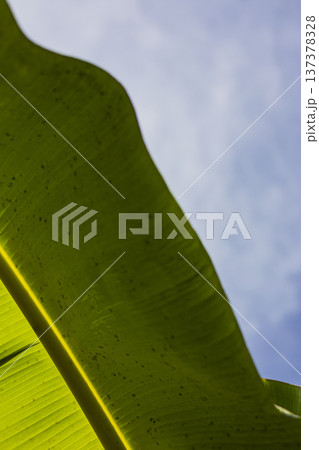 Banana Leaves in Midday Garden Sunlight, Vibrant green banana leaves under intense midday sun, showcasing bold tropical patterns, ideal for nature documentary and editorial. 137378328