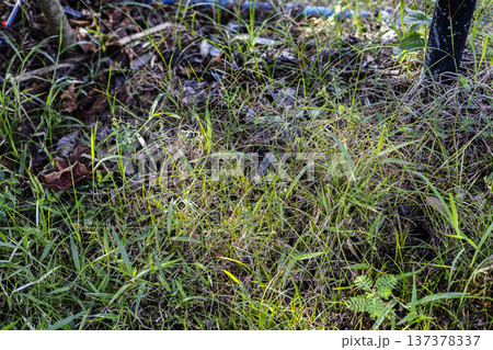 Grass And Fallen Leaves In Garden, A serene photo of green grass scattered with fallen leaves, capturing the quiet beauty of garden in transition, for nature documentary and lifestyle advertising. Grass And Fallen Leaves In Garden, A serene photo of green grass scattered with fallen leaves, capturing the quiet beauty of garden in transition, for nature documentary and lifestyle advertising. 137378337
