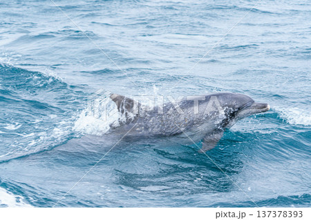 熊本県天草 イルカウォッチングで出会ったミナミハンドウイルカ 137378393