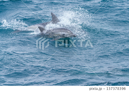 熊本県天草 イルカウォッチングで出会ったミナミハンドウイルカ 137378396