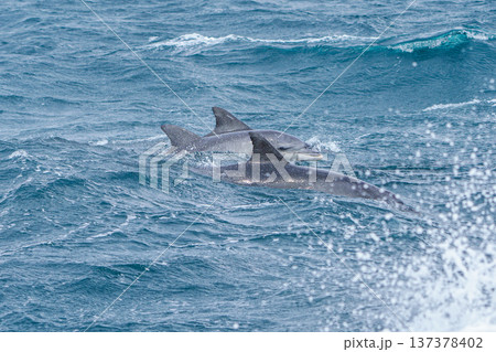 熊本県天草 イルカウォッチングで出会ったミナミハンドウイルカ 137378402