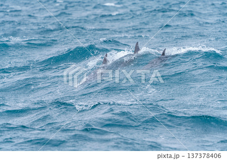 熊本県天草 イルカウォッチングで出会ったミナミハンドウイルカ 137378406