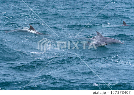 熊本県天草 イルカウォッチングで出会ったミナミハンドウイルカ 137378407