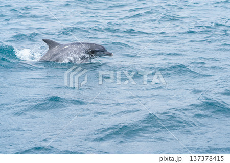 熊本県天草 イルカウォッチングで出会ったミナミハンドウイルカ 137378415