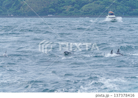 熊本県天草 イルカウォッチングで出会ったミナミハンドウイルカ 137378416
