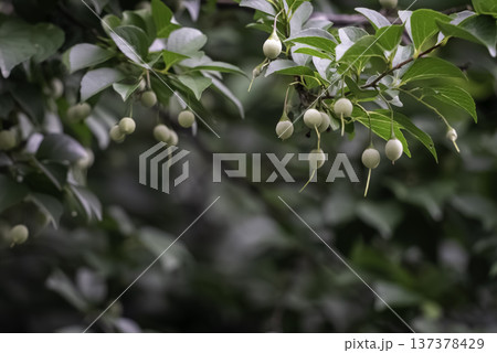エゴノキの実 137378429