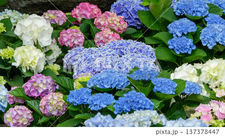 色とりどりに咲き誇る紫陽花の花畑 137378447