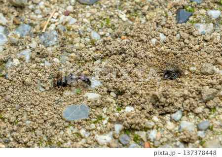地面の穴から顔を出す小さな地蜂 137378448