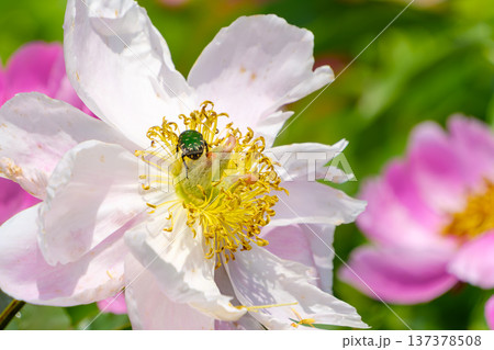 白いシャクヤクの花びらで吸蜜するコアオハナムグリ 137378508