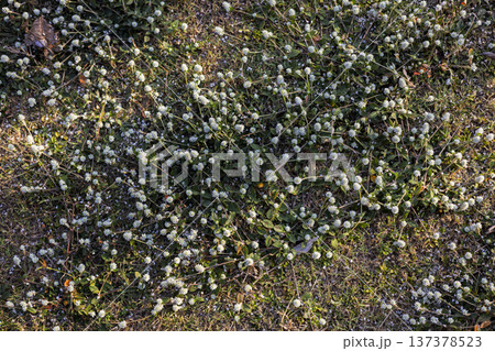 Close Up Callisia Repens In Afternoon Light, Macro shot of tiny blossoms with warm sunlight filtering through, highlighting delicate textures and soft golden bokeh. Close Up Callisia Repens In Afternoon Light, Macro shot of tiny blossoms with warm sunlight filtering through, highlighting delicate textures and soft golden bokeh. 137378523