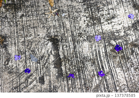 Purple Wreath Flower Petals Falling On Concrete Floor, Delicate purple petals scattered gracefully on rough concrete, contrasting natural beauty with urban texture, for nature and lifestyle. 137378585