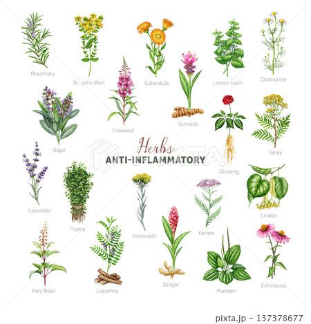 Anti-inflammatory herbs watercolor illustration set. Hand drawn various medicinal plants for inflammation healing botanical collection. Sage, calendula, chamomile, lavender, thyme on white background Anti-inflammatory herbs watercolor illustration set. Hand drawn various medicinal plants for inflammation healing botanical collection. Sage, calendula, chamomile, lavender, thyme on white background 137378677