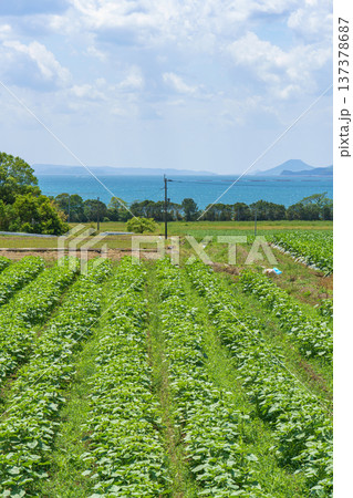 天草の畑から望む島原方面の海と田舎風景 137378687