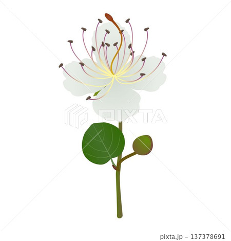 Branch with a flower and a caper bud on a white background. 137378691