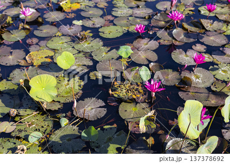 Lotus Flowers Bloom In The Morning, A poetic and calming photo of lotus flowers in full morning bloom reflecting tranquility and natural beauty, suitable for wellness and nature documentary. 137378692