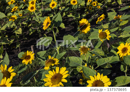Sunflower Field Blooming In Sunlight Summer Day, A vibrant summer scene of endless sunflowers stretching toward the sun, show joyful natural beauty, ideal for lifestyle advertising and documentary. Sunflower Field Blooming In Sunlight Summer Day, A vibrant summer scene of endless sunflowers stretching toward the sun, show joyful natural beauty, ideal for lifestyle advertising and documentary. 137378695