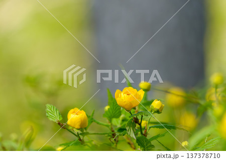 新緑を背景に咲く鮮やかな山吹の花 137378710