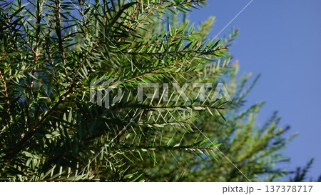 Melaleuca bracteata macro leaves small world Melaleuca bracteata macro leaves small world 137378717
