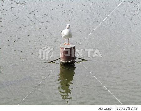 千葉公園綿打ち池に来たユリカモメ 千葉公園綿打ち池に来たユリカモメ 137378845